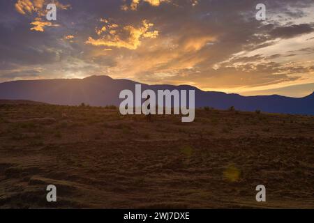 Semonkong, Maseru, Lesotho, August 2023: Ein Lesotho-Hirte mit klassischem Hut und seine Hunde Ein Lesotho-Hirte mit klassischem Hut und seine Hunde Lesotho *** Stockfoto