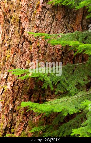 Douglasien entlang des Hackleman Old-Growth Trail, über den River und durch den Woods Scenic Byway, Willamette National Forest, Oregon Stockfoto