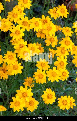 Oregon Sonne auf dem Dome Rock Trail, Willamette National Forest, Oregon Stockfoto