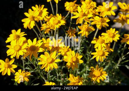 Oregon Sonne auf dem Dome Rock Trail, Willamette National Forest, Oregon Stockfoto