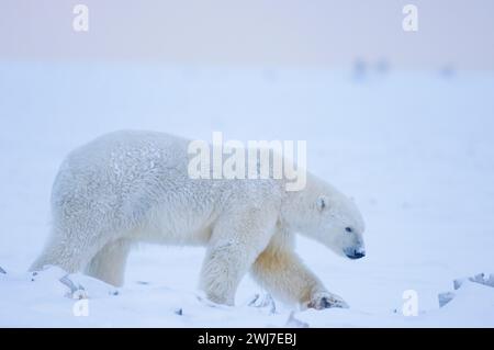 Eisbär, Ursus maritimus, Eberhals dicker, dann begeben Sie sich auf eine Barriereinsel an der arktischen Küste und warten auf das Einfrieren des Ozeans ANWR Alaska Stockfoto