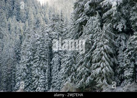 Wald oberhalb des Pamelia Lake im Winter, Mt. Jefferson Wilderness, Willamette National Forest, Oregon Stockfoto