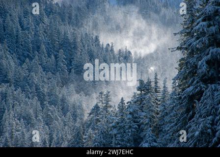 Wald oberhalb des Pamelia Lake im Winter, Mt. Jefferson Wilderness, Willamette National Forest, Oregon Stockfoto