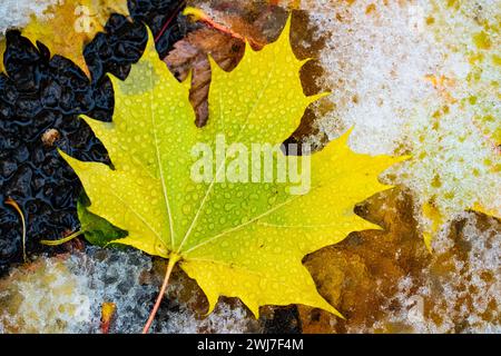 Wunderschöne Ahornblätter in Herbstfarben nach dem ersten Schneefall. Stockfoto