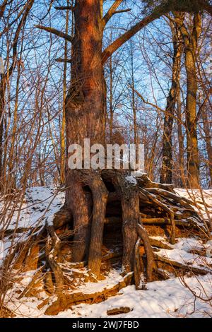 Kiefer mit großen dicken Wurzeln auf einem verschneiten Hang im Winter Stockfoto