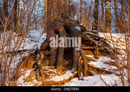 Kiefer mit großen dicken Wurzeln auf einem verschneiten Hang im Winter Stockfoto