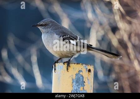 Ein Bild eines nördlichen Mockingvogels, der auf einem Posten im Tommy Thompson Park in Toronto, Ontario, thront. Stockfoto