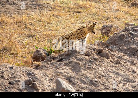 Eine afrikanische Wildkatze (Serval) jagt im Amboseli-Nationalpark, Kenia Stockfoto