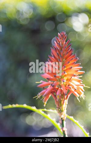 Aloe Vera Blume im Garten Stockfoto
