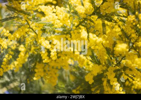 Mimosen blühen. Frauentag Stockfoto