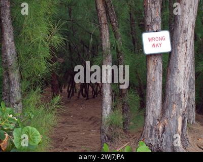 Schild mit falschem Weg an einer Kiefer auf einem Mountainbike-Trail (Oleta River State Park, Miami, Florida, USA). Stockfoto