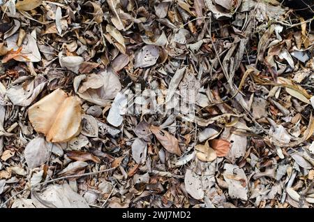 Durch die Blattabgabe im tropischen Trockenwald, bekannt als Laubmilchigkeit, können Bäume in Dürreperioden Wasser und Energie sparen. Stockfoto