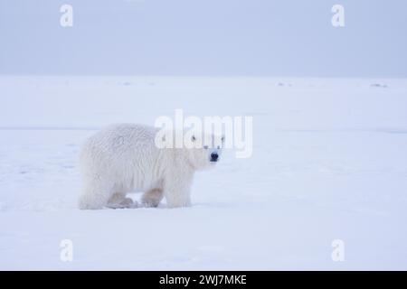 Eisbär, Ursus maritimus, neugieriges Jungtier auf neuem Packeis, der den Fotografen ANWR Arctic Alaska besucht Stockfoto