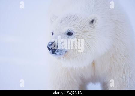 Eisbär, Ursus maritimus, neugieriges Jungtier auf neuem Packeis, der den Fotografen ANWR Arctic Alaska besucht Stockfoto