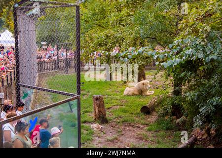 SZEGED, UNGARN - 25. AUGUST. 2023: Löwe und Besucher in der Nacht der Zoos im Zoo Szeged Stockfoto