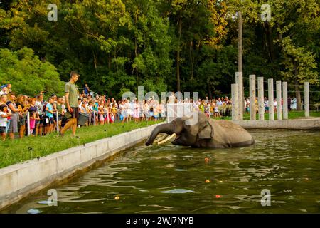 SZEGED, UNGARN - 25. AUGUST. 2023: Asiatische Elefantenfütterung in der Nacht der Zoos im Zoo von Szeged Stockfoto