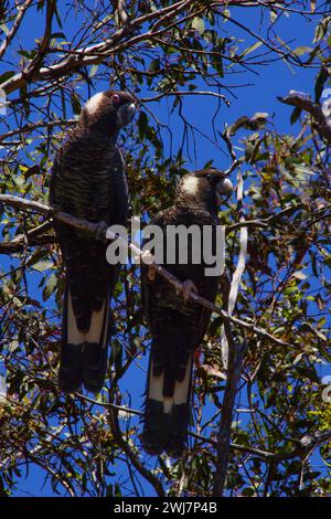 Ein Paar schwarzer Carnabys-Kakadu (Calyptorhynchus latirostris) in einem Eukalyptusbaum in Cranbrook, Westaustralien Stockfoto