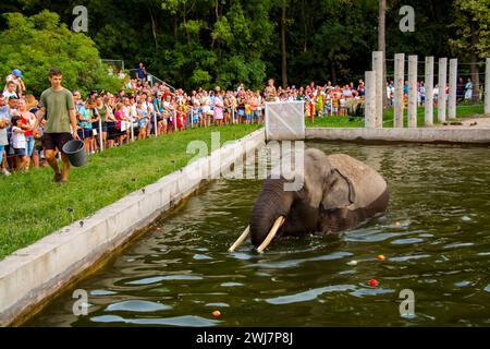 SZEGED, UNGARN - 25. AUGUST. 2023: Asiatische Elefantenfütterung in der Nacht der Zoos im Zoo von Szeged Stockfoto