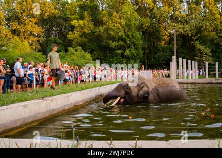 SZEGED, UNGARN - 25. AUGUST. 2023: Asiatische Elefantenfütterung in der Nacht der Zoos im Zoo von Szeged Stockfoto