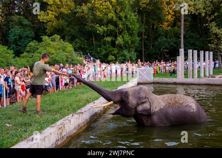 SZEGED, UNGARN - 25. AUGUST. 2023: Asiatische Elefantenfütterung in der Nacht der Zoos im Zoo von Szeged Stockfoto