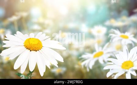 Wilde Kamillenblüten auf einer Wiese im sonnigen Frühlingshintergrund. Sommerszene mit Kamillenblüten in Sonnenstrahlen. Nahaufnahme oder Makro. A p Stockfoto