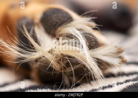 White Dog Pfote zu Hause Nahaufnahme, Makrofoto Stockfoto