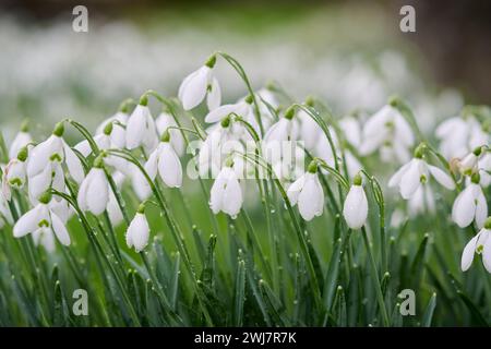 Weiße Schneeglöckchen auf einem Friedhof in Winchcombe in den Cotswolds Stockfoto