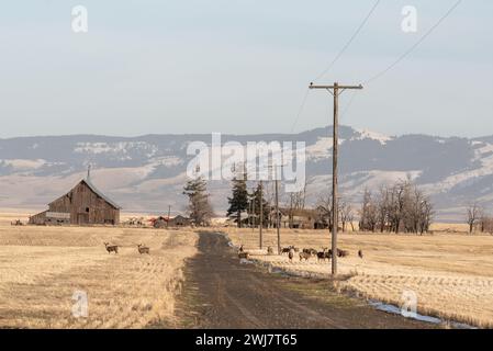 Maultierhirsche, die auf Stoppeln in der Nähe alter Bauernhäuser im Asotin County, Washington, weiden. Stockfoto