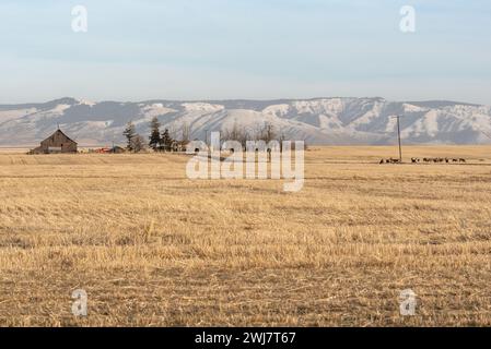 Maultierhirsche, die auf Stoppeln in der Nähe alter Bauernhäuser im Asotin County, Washington, weiden. Stockfoto