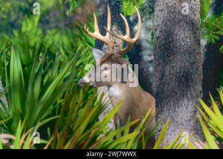 Ein majestätischer 9-Punkt-Bock steht stolz inmitten des ruhigen Waldes, einer königlichen Präsenz im Herzen von St. Andrews State Park. Stockfoto