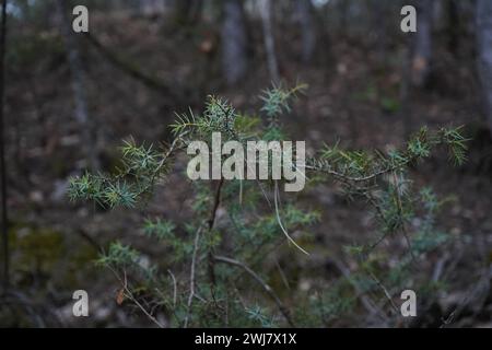 Wacholder, der Tempel wacholder (Juniperus rigida) Stockfoto