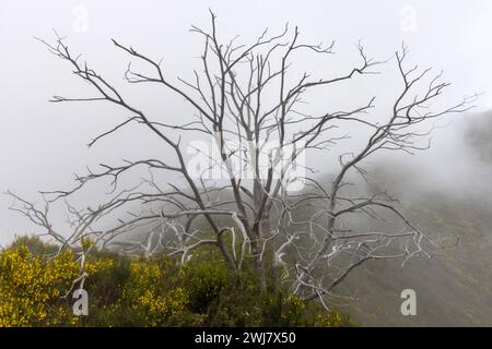 Europa Portugal Madeira Süden Jardim da Serra Insel Gebirge: Ein Wanderweg führt im Süden der Insel von Bocca da Corrida in das Inselinnere zum Encume Stockfoto