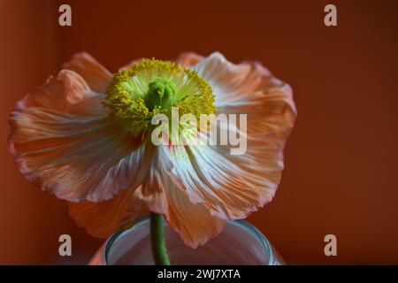 Nahaufnahme der Blume in klarer Vase auf dem Tisch Stockfoto