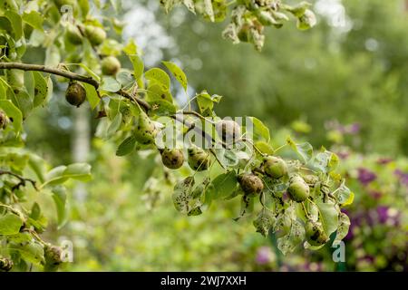 Birnenfrüchte beeinflußt durch Apfelschorf Venturia inaequalis. Probleme mit dem Garten Stockfoto