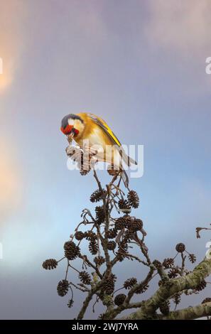 Nahaufnahme, Porträt, eines Goldfinchs, Carduelis carduelis, auf der Erle Baum, Alnus, in warmer Morgensonne und essen Samen von Erlenkerne Agave Stockfoto