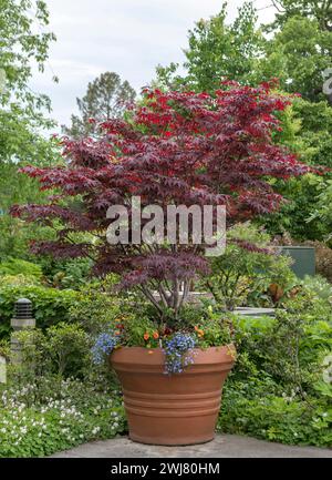 Roter Fächerahorn (Acer palmatum „Bloodgood“) Stockfoto