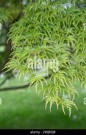 Japanischer Fächerahorn (Acer palmatum „Seiryu“) Stockfoto