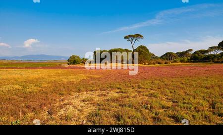 Ländliche Landschaft mit verschiedenfarbigen Feldern und einzelnen Bäumen, Strofilia Biotope, Feuchtgebiete, Kalogria, Peloponnes, Griechenland Stockfoto