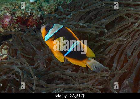 Allards Clownfisch (Amphiprion allardi) in seiner prachtvollen Anemone (Heteractis Magna), Tauchplatz im Sodwana Bay Nationalpark, Maputaland Marine Stockfoto