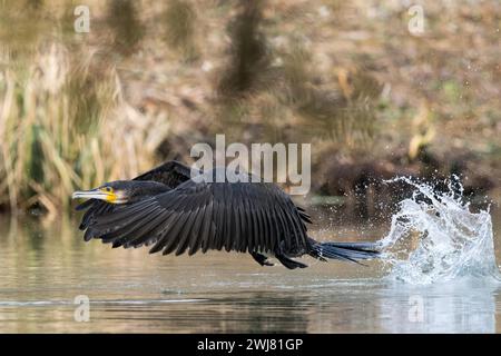 Großer Kormoran (Phalacrocorax carbo), auf der Wasseroberfläche, Hessen, Deutschland Stockfoto