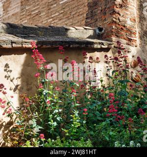 Rote Baldrian (Centranthus ruber) in Gärten, Generalife Gardens, Alhambra, Granada, Spanien Stockfoto