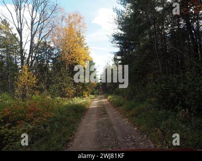 Die malerische Feldstraße schlängelt sich durch üppige Wälder mit Gras Stockfoto