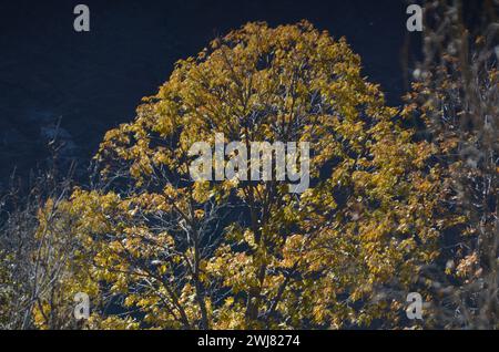 Outdoor-Fotografie (Maulbeere und wilder Walnussbaum) Stockfoto