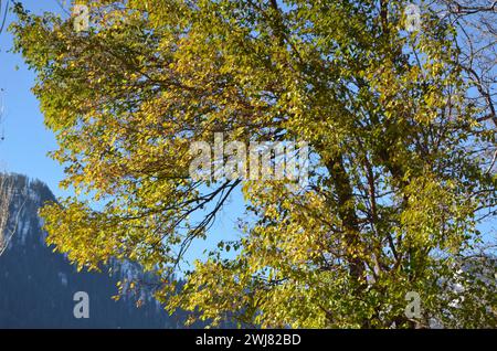 Outdoor-Fotografie (Maulbeere und wilder Walnussbaum) Stockfoto