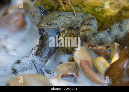 Würfelschlange (Natrix tessellata) auf dem Weg zum Ufer mit gejagter Rundziege (Neogobius melanostomus), Biosphärenreservat Donaudelta, Rumänien Stockfoto