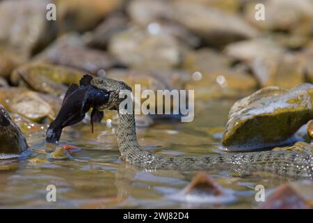 Würfelschlange (Natrix tessellata) auf dem Weg zum Ufer mit gejagter Rundziege (Neogobius melanostomus), Biosphärenreservat Donaudelta, Rumänien Stockfoto