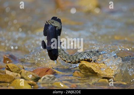 Würfelschlange (Natrix tessellata) auf dem Weg zum Ufer mit gejagter Rundziege (Neogobius melanostomus), Biosphärenreservat Donaudelta, Rumänien Stockfoto