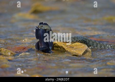 Würfelschlange (Natrix tessellata) auf dem Weg zum Ufer mit gejagter Rundziege (Neogobius melanostomus), Biosphärenreservat Donaudelta, Rumänien Stockfoto