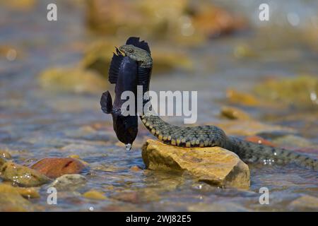 Würfelschlange (Natrix tessellata) auf dem Weg zum Ufer mit gejagter Rundziege (Neogobius melanostomus), Biosphärenreservat Donaudelta, Rumänien Stockfoto