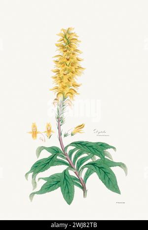 Vintage Foxglove Blume Illustration. Botanische Kunst Um 1820 Stockfoto